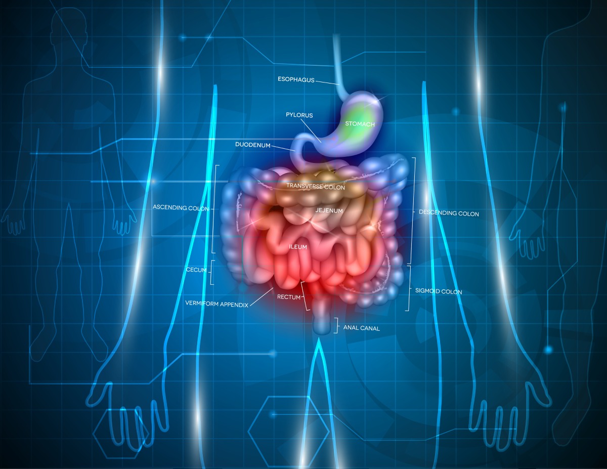 gastrointestinal tract