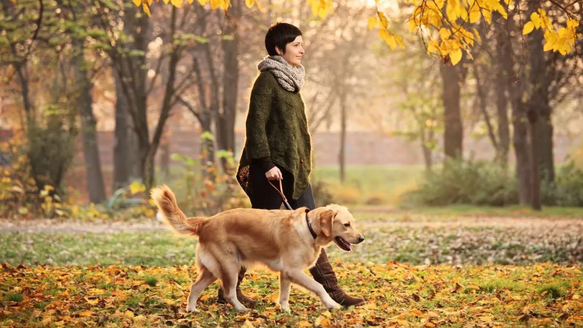 A person wearing a scarf and green sweater walks a golden retriever on a leash through a park with autumn leaves on the ground.